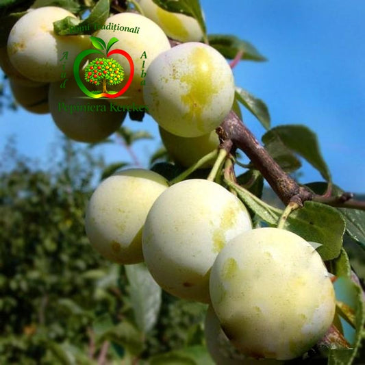 Prune Renclod Verde, fructe tradiționale apreciate pentru gustul dulce și aroma deosebită.
