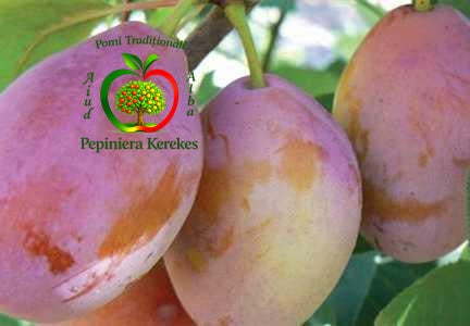 Prune D’Agen, fructe gustoase și suculente, apreciate pentru aroma intensă și gustul dulce.