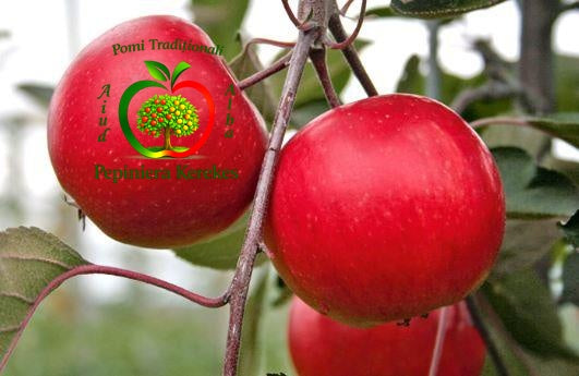 Mere Red Love, fructe spectaculoase cu interior roșu, aromate și foarte suculente.
