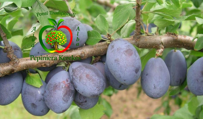 Prune Jojo, fructe gustoase și atractive, potrivite pentru consum proaspăt și preparate.