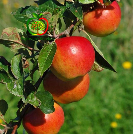 Mere Prima, fructe timpurii, crocante și suculente, potrivite pentru consum proaspăt.