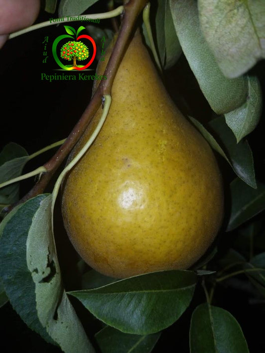Pere Maria Luiza, fructe tradiționale cu pulpă fină, untoasă și gust deosebit.