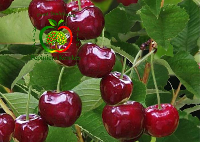 Cireșe Bigarreau, fructe atractive și gustoase, apreciate pentru textura fermă și aroma plăcută.