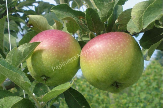 Mere London Pepping, fructe tradiționale apreciate pentru aroma plăcută și gustul echilibrat.