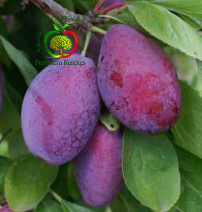 Fructe de prun D’Agen, prune dulci, aromate și potrivite pentru consum proaspăt sau uscare.