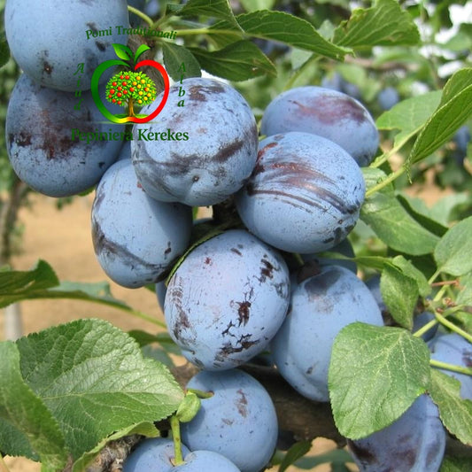 Fructe de prun Cacanska Lepotica, prune mari, albastre, dulci și aromate.