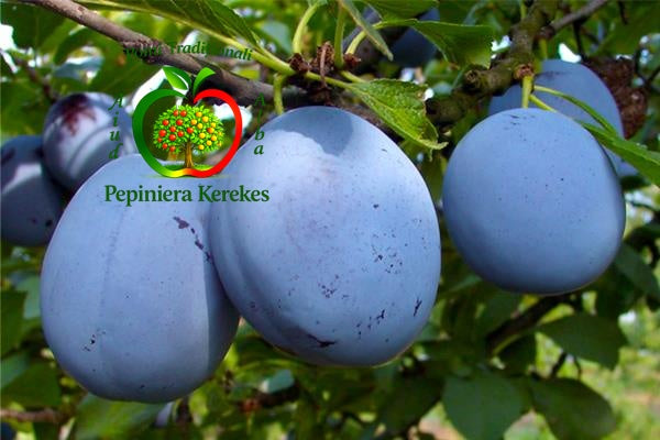 Prune Cacanska Lepotica, fructe gustoase cu pulpă suculentă și aromă plăcută.