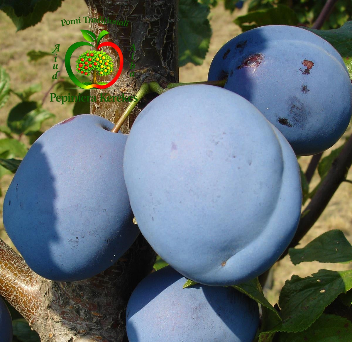Fructe de prun Busuioaca de Debreceni, prune tradiționale aromate, dulci și gustoase.