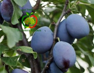 Prune Busuioaca de Debreceni, fructe tradiționale apreciate pentru aroma intensă și gustul deosebit.

Jojo