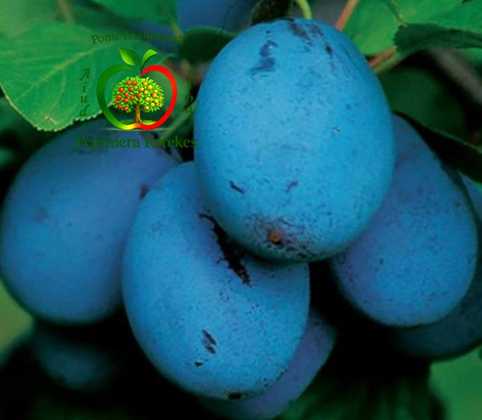 Fructe de prun Jojo, prune roșu-închis, dulci, suculente și aromate.