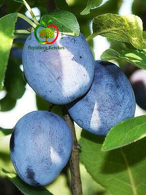 Fructe de prun Anna Spath, prune mari, aromate, dulci și foarte gustoase.