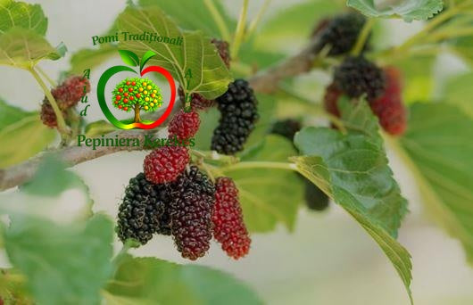 Fructe de dud mixt, fructe dulci și aromate, potrivite pentru consum proaspăt și preparate. fructe gustoase și suculente, cu arome plăcute și utilizări diverse.