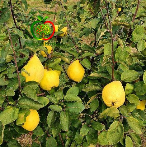 Gutui Bereczki, fructe aromate și gustoase, ideale pentru dulceață, compot și alte preparate.