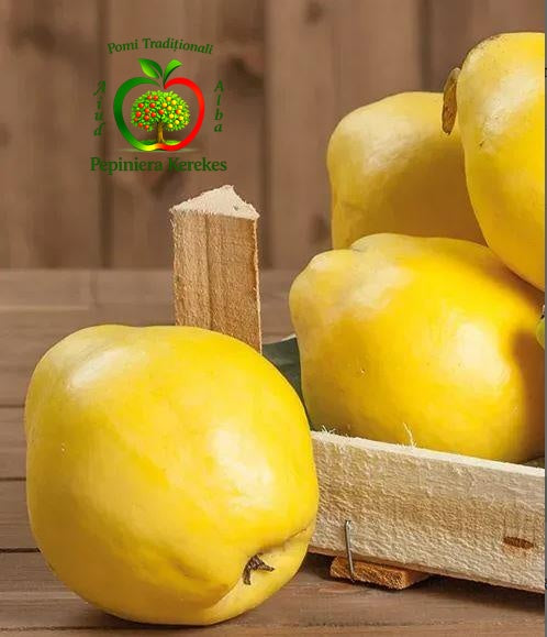 Fructe de gutui Bereczki, gutui mari, aromate, parfumate și apreciate pentru gustul deosebit.