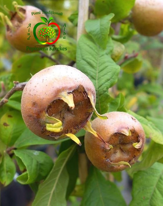 Fructe de moșmon, fructe tradiționale aromate, cu gust deosebit și aspect rustic.
