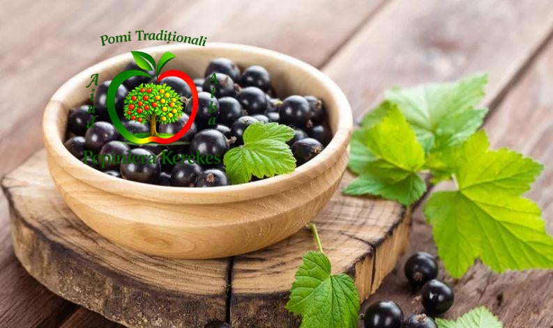 Fructe de coacăz negru, bobițe închise la culoare, aromate, suculente și gustoase, fructe aromate cu gust intens, potrivite pentru consum și preparate.