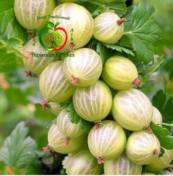 Fructe de agriș verde, bobițe verzi, suculente, aromate și plăcut acrișoare, fructe gustoase și parfumate, potrivite pentru consum și preparate.