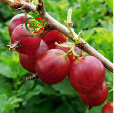 Fructe de agriș roșu, bobițe roșii, suculente, aromate și cu gust plăcut, fructe gustoase, parfumate și potrivite pentru consum sau dulcețuri.