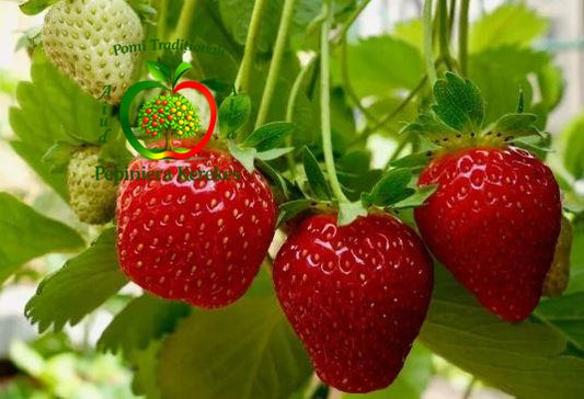 Căpșuni gustoase și aromate, fructe de vară ideale pentru consum proaspăt și deserturi.