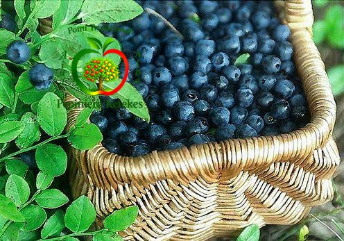 Afine de cultură proaspete, fructe aromate și gustoase, potrivite pentru consum direct și deserturi.