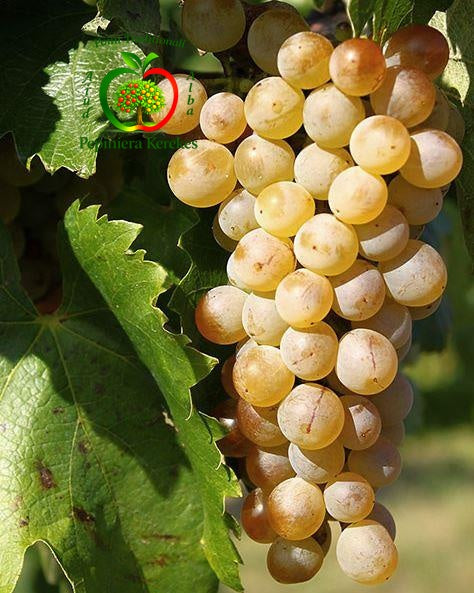 Struguri Bianca, boabe albe, dulci și aromate, potrivite pentru consum proaspăt și vinificație.
Struguri de masă Bianca, fructe gustoase, suculente și plăcut parfumate.