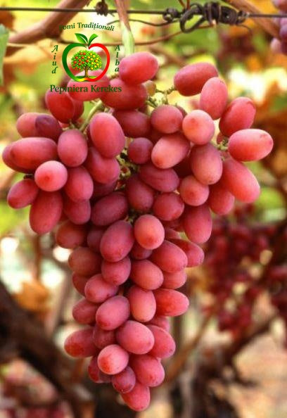 Struguri Crimson fără sâmburi, boabe roșii, dulci, crocante și foarte gustoase.

Struguri Crimson Seedless, boabe roșii fără sâmburi, aromate și ideale pentru consum proaspăt.