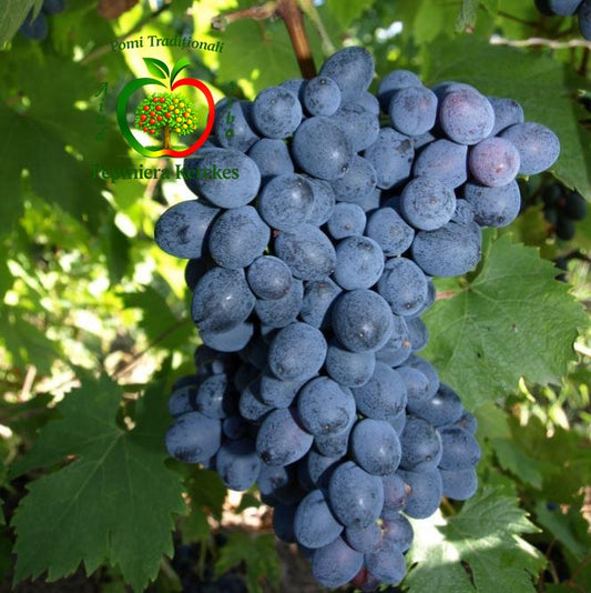 Struguri Moldova, boabe mari, închise la culoare, dulci, aromate și suculente.

Struguri de masă Moldova, ciorchini mari cu boabe gustoase și rezistente.