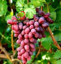 Struguri Rosfor, boabe mari, roz-roșiatice, dulci, crocante și foarte aromate.

Struguri de masă Rosfor, fructe aspectuoase, suculente și apreciate pentru gustul dulce.