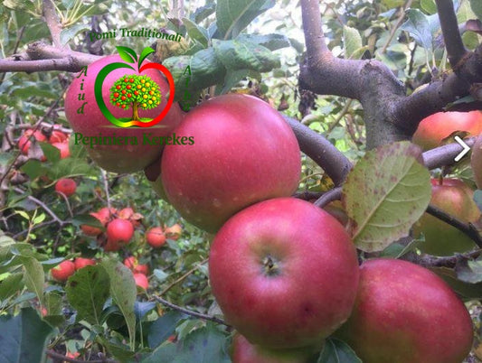 Mere Idared, soi de toamnă apreciat pentru fructele aromate și păstrarea îndelungată.