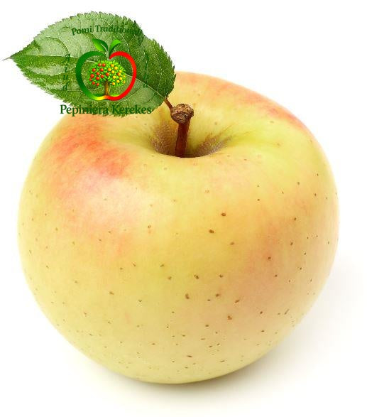 Fructe de măr Pătul, soi tradițional românesc cu mere aromate și gustoase.