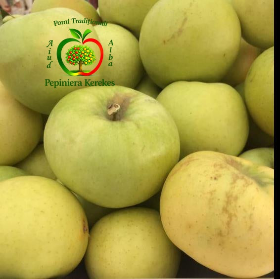 Fructe de măr Poinic, soi tradițional cu mere gustoase, aromate și suculente.