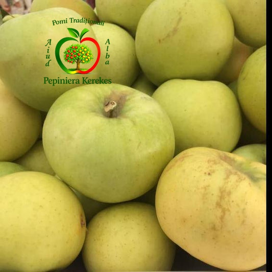 Fructe de măr Poinic, soi tradițional cu mere gustoase, aromate și suculente.