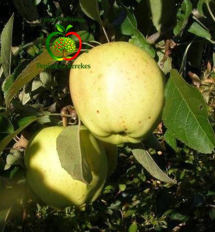 Fructe de măr Belle Fleur, soi tradițional cu fructe aromate, dulci și gustoase.