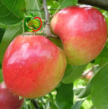 Fructe de măr Prima, soi de vară apreciat pentru gustul dulce și aroma plăcută.