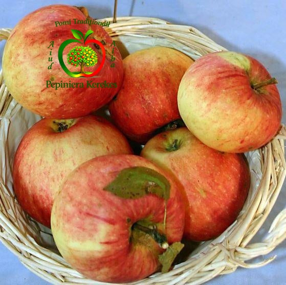 Fructe de măr Domnesc, soi tradițional cu mere aromate, gustoase și aspectuoase.