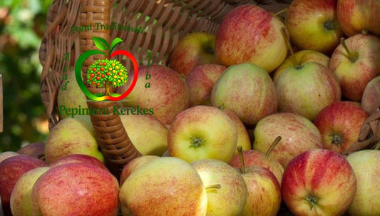 Mere Domnesc, fructe deosebite din soi tradițional, apreciate pentru gust și aroma plăcută.