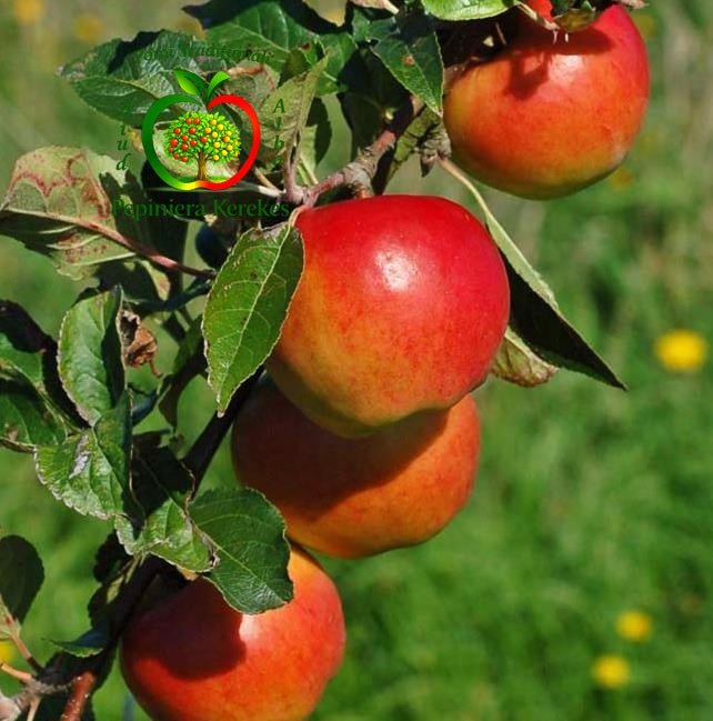 Mere Prima, fructe timpurii, crocante și suculente, potrivite pentru consum proaspăt.