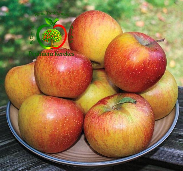 Fructe de măr Rubinette, mere roșii și aurii, aromate, dulci și foarte gustoase.