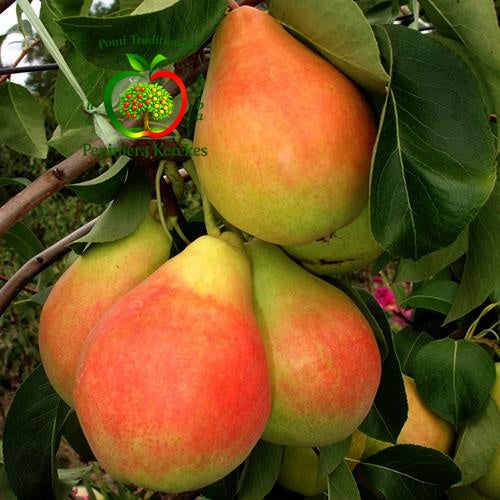 Fructe de păr Napoca, soi de vară cu pere aromate, suculente și gustoase.