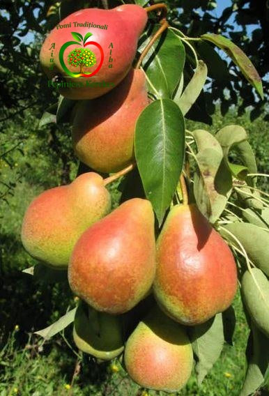 Pere Napoca, fructe timpurii apreciate pentru gustul dulce și aroma plăcută.