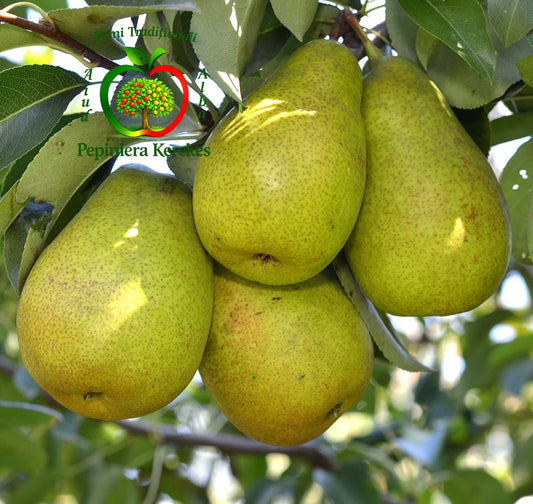 Fructe de păr Untoasa Hardy, pere aromate, suculente și cu pulpă untoasă.