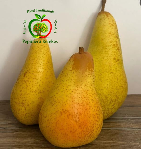 Fructe de păr Abatele Fetel, pere mari, aromate, suculente și foarte gustoase.