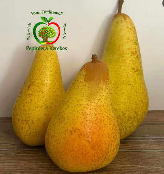 Fructe de păr Abatele Fetel, pere mari, aromate, suculente și foarte gustoase.