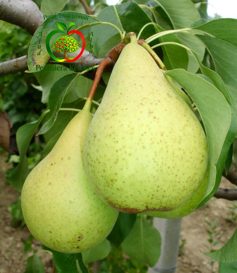 Fructe de păr Contesa de Paris, pere de iarnă aromate, dulci și suculente.
