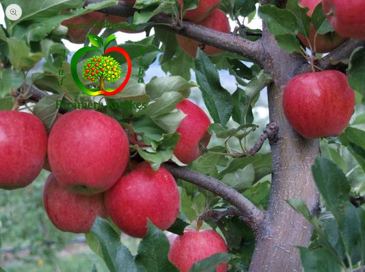 Mere Vista Bella, fructe timpurii, suculente și gustoase, ideale pentru consumul direct.