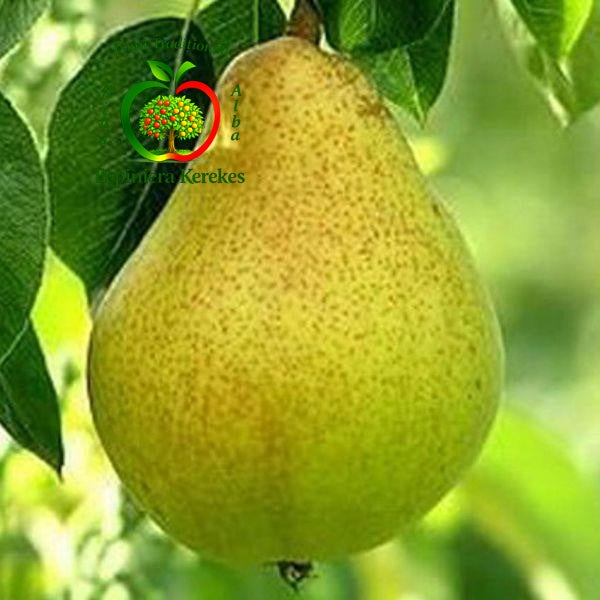 Fructe de păr Cure, soi de iarnă cu pere aromate, dulci și suculente.