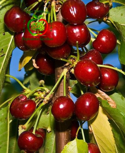 Cireșe Van, fructe gustoase și aromate, apreciate pentru pulpa fermă și dulce.