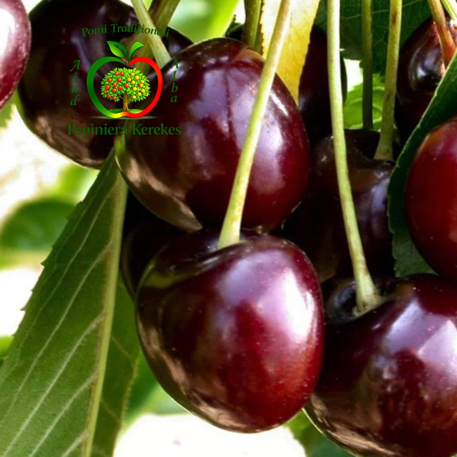 Fructe de cireș Regina, cireșe mari, crocante, dulci și aromate.