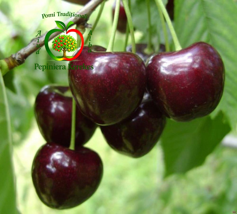 Fructe de cireș Cordia, cireșe mari, roșu-închis, ferme, dulci și aromate.