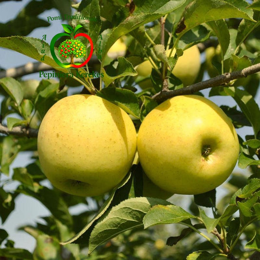 Mere Golden Delicious, soi de toamnă cu fructe aurii, crocante și gustoase.